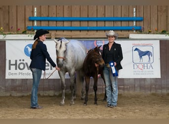 American Paint Horse, Mare, 13 years, 15 hh, Grey