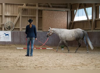 American Paint Horse, Mare, 13 years, 15 hh, Grey