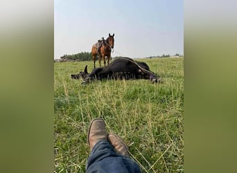 American Paint Horse, Mare, 13 years, 15,1 hh, Bay