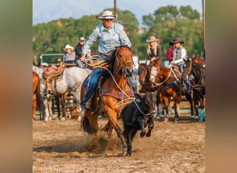 American Paint Horse, Mare, 13 years, 15,1 hh, Bay