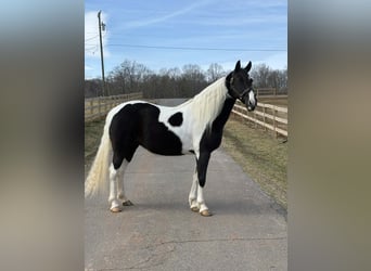 American Paint Horse, Mare, 13 years, 15,2 hh, Tobiano-all-colors
