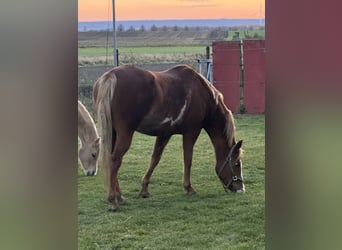 American Paint Horse, Mare, 13 years, Chestnut-Red