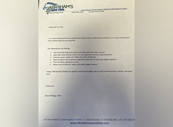 American Paint Horse, Mare, 14 years, 14.3 hh, Overo-all-colors