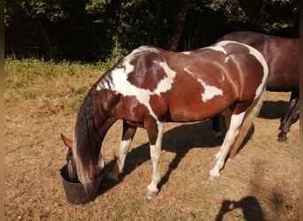 American Paint Horse Mix, Mare, 14 years, 15.1 hh, Tobiano-all-colors