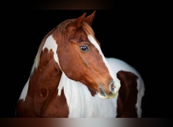 American Paint Horse, Mare, 14 years, 15 hh, Chestnut