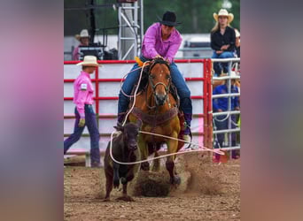 American Paint Horse, Mare, 14 years, 15,1 hh, Bay