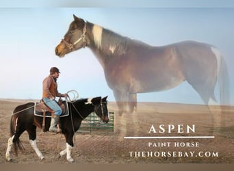 American Paint Horse, Mare, 14 years, Black