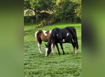 American Paint Horse, Mare, 14 years