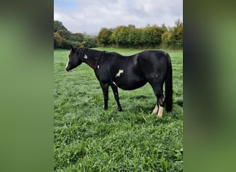 American Paint Horse, Mare, 14 years