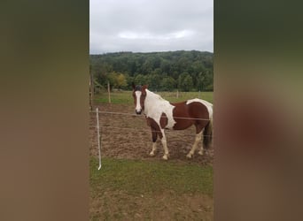 American Paint Horse, Mare, 14 years, Pinto