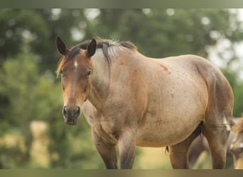 American Paint Horse, Mare, 14 years, Roan-Bay