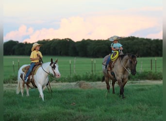 American Paint Horse, Mare, 14 years, Tobiano-all-colors