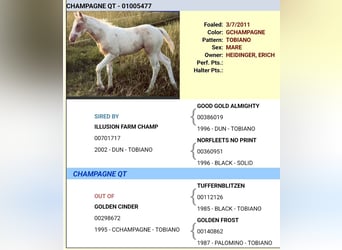 American Paint Horse, Mare, 15 years, 14.3 hh, Champagne