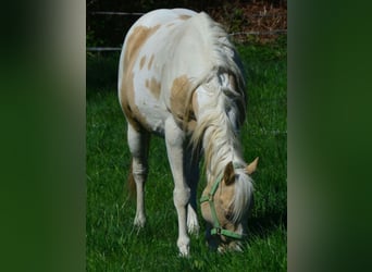 American Paint Horse, Mare, 15 years, 14.3 hh, Champagne