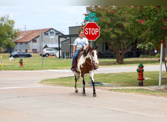 American Paint Horse, Mare, 15 years, 14 hh, Overo-all-colors
