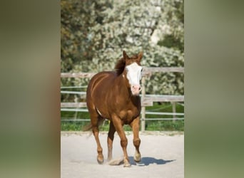 American Paint Horse, Mare, 15 years, 15 hh, Overo-all-colors
