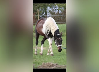 American Paint Horse Mix, Mare, 15 years, 15 hh, Pinto