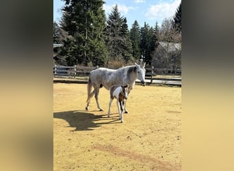 American Paint Horse, Mare, 15 years, 15 hh, Tobiano-all-colors