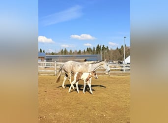 American Paint Horse, Mare, 15 years, 15 hh, Tobiano-all-colors