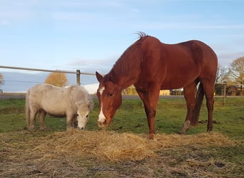 American Paint Horse, Mare, 15 years, 15,1 hh, Chestnut-Red