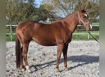American Paint Horse, Mare, 15 years, 15,1 hh, Chestnut-Red