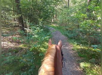 American Paint Horse, Mare, 15 years, 15,1 hh, Chestnut-Red
