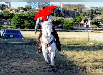 American Paint Horse, Mare, 15 years, 6.1 hh, Tobiano-all-colors