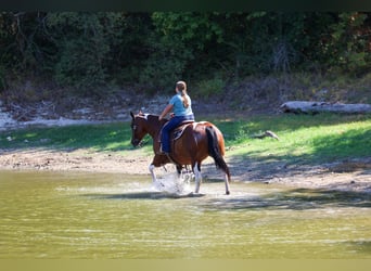 American Paint Horse, Mare, 15 years, Pinto