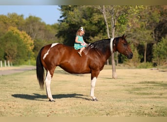 American Paint Horse, Mare, 15 years, Pinto