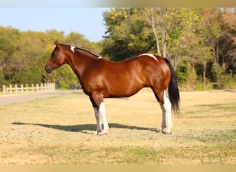 American Paint Horse, Mare, 15 years, Pinto