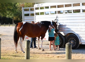 American Paint Horse, Mare, 15 years, Pinto