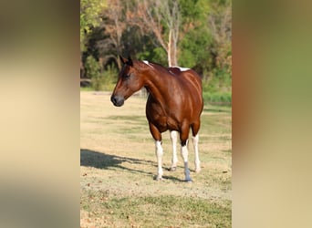 American Paint Horse, Mare, 15 years, Pinto