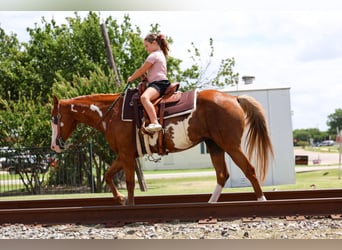 American Paint Horse, Mare, 15 years, Pinto