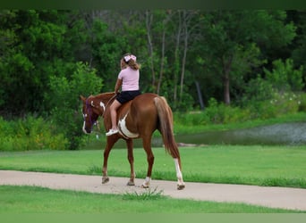American Paint Horse, Mare, 15 years, Pinto