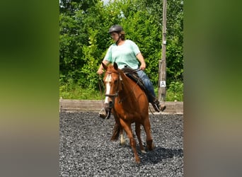 American Paint Horse, Mare, 16 years, 15 hh, Chestnut-Red