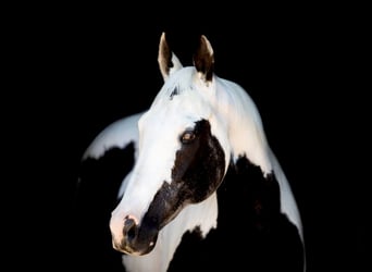 American Paint Horse, Mare, 16 years, Tobiano-all-colors