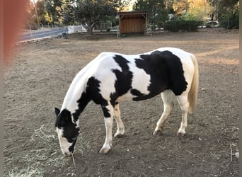 American Paint Horse, Mare, 18 years, 15 hh, Tobiano-all-colors