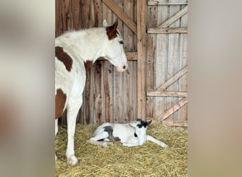 American Paint Horse, Mare, 18 years, Tobiano-all-colors