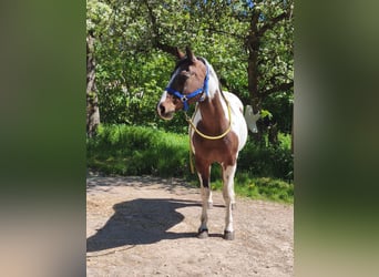 American Paint Horse, Mare, 19 years, Overo-all-colors