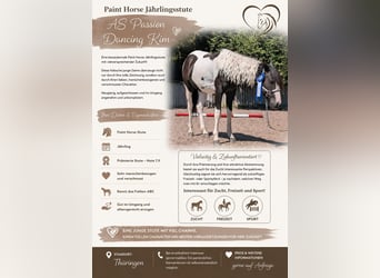 American Paint Horse, Mare, 1 year, 12.2 hh, Tobiano-all-colors