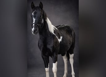 American Paint Horse, Mare, 1 year, 13.2 hh, Tobiano-all-colors