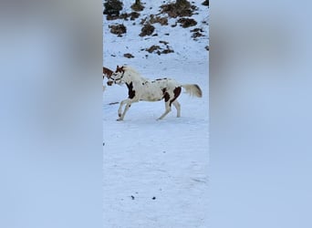 American Paint Horse, Mare, 1 year, 13.2 hh, Tovero-all-colors