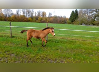 American Paint Horse, Mare, 1 year, 14.2 hh, Buckskin