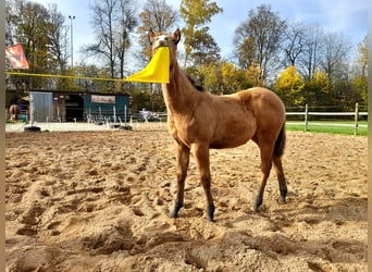American Paint Horse, Mare, 1 year, 14.2 hh, Buckskin