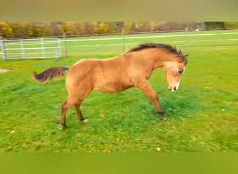 American Paint Horse, Mare, 1 year, 14.2 hh, Buckskin
