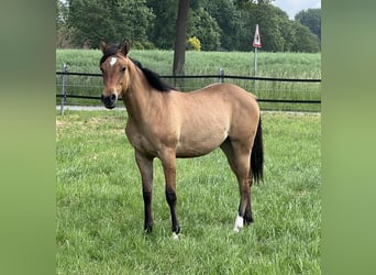 American Paint Horse, Mare, 1 year, 14.2 hh, Dun