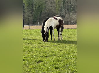 American Paint Horse Mix, Mare, 1 year, 14.2 hh, Pinto