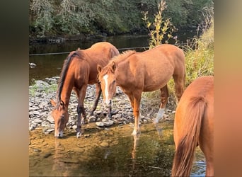 American Paint Horse Mix, Mare, 1 year, 14.2 hh, Red Dun