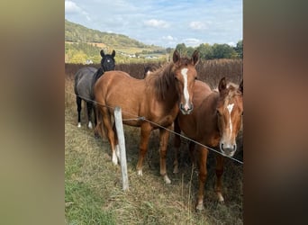 American Paint Horse Mix, Mare, 1 year, 14.2 hh, Red Dun