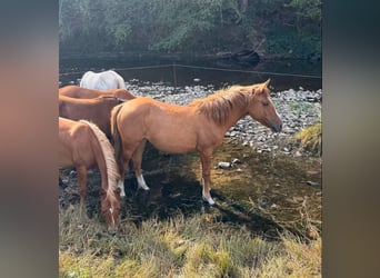 American Paint Horse Mix, Mare, 1 year, 14.2 hh, Red Dun